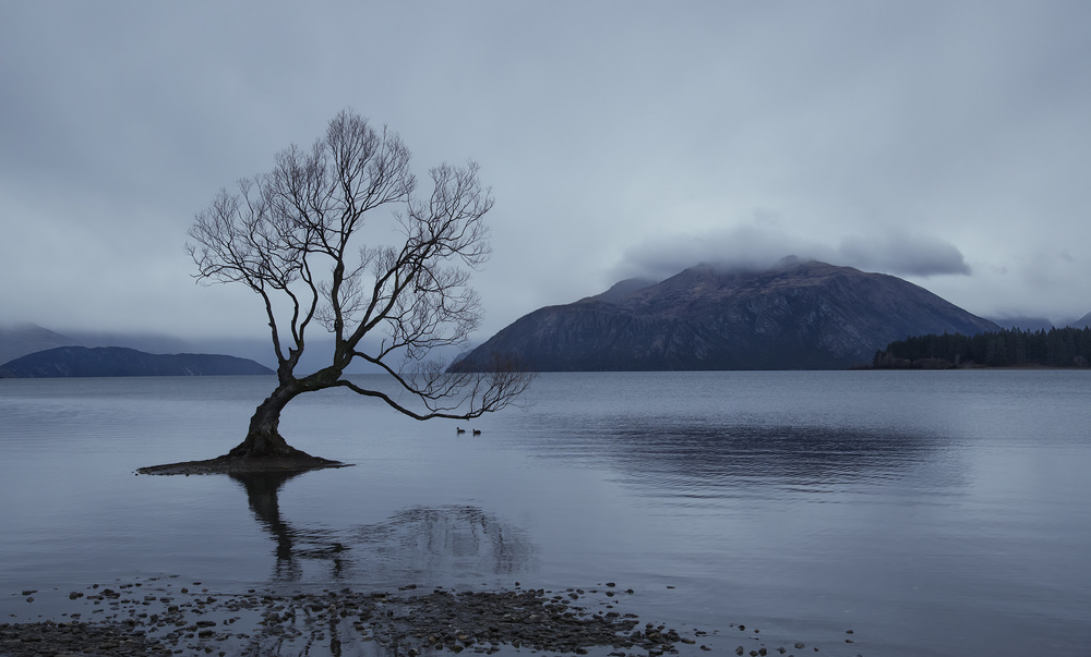 Lone Tree Serene Lake by Yu Cheng — canvas wall art