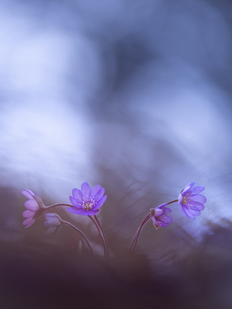 Dreamy Purple Flowers by Petra Dvorak — canvas wall art