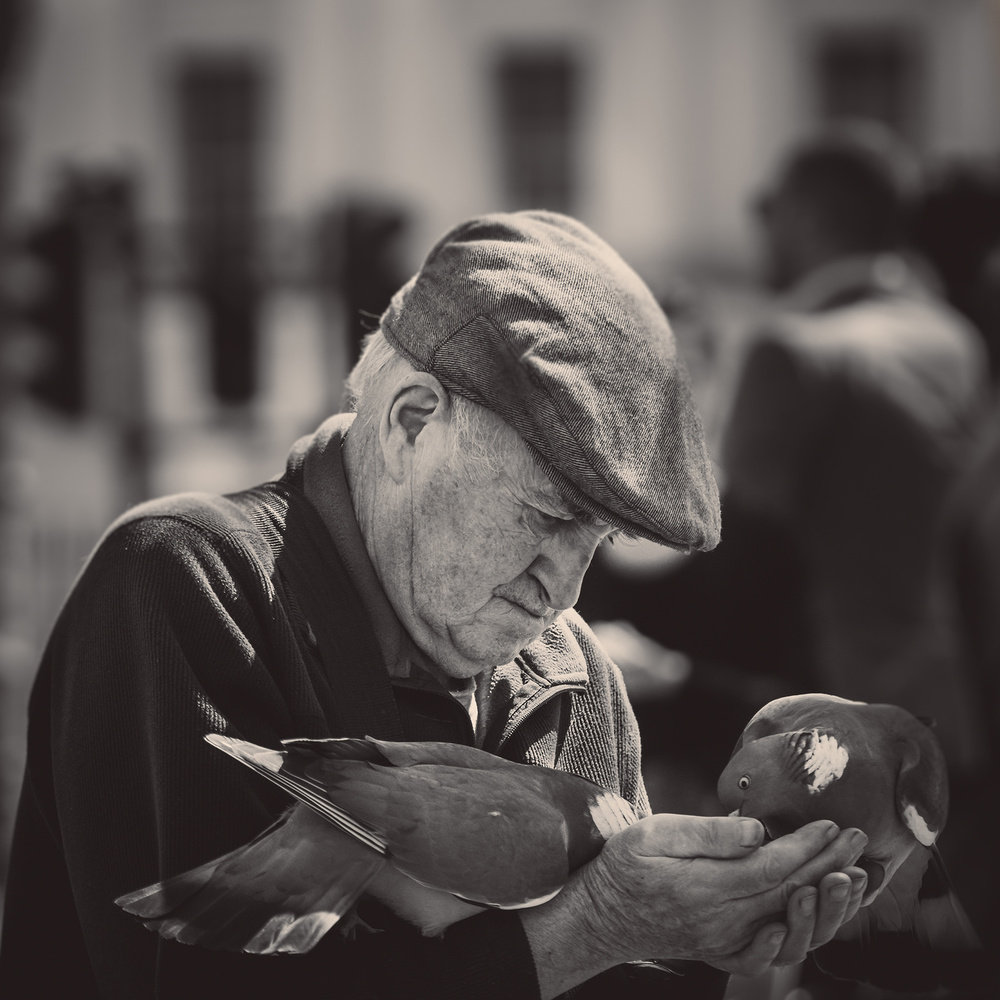 Gentle Man Feeds Pigeons by Nader El Assy — canvas wall art