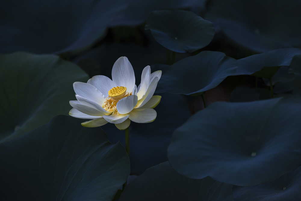 Serene White Lotus by James S. Chia — canvas wall art