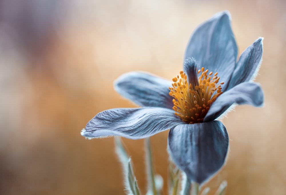Pasque by Mandy Disher — canvas wall art