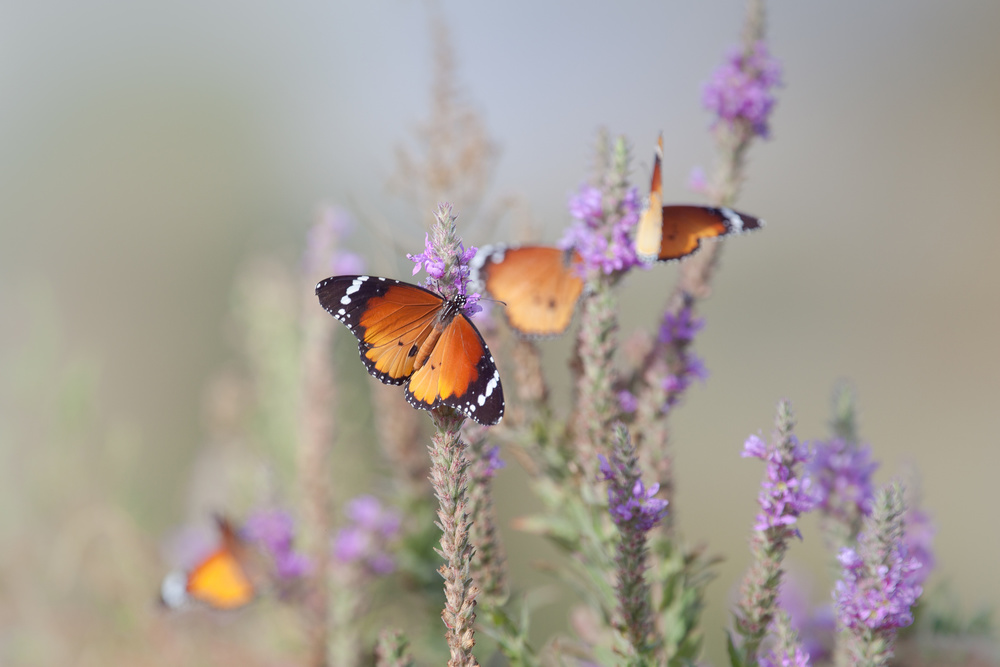 Orange Butterflies on Lavender by Natalia Rublina — canvas wall art