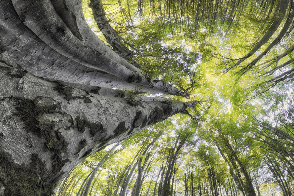 Majestic Forest Canopy by Francois Casanova — canvas wall art