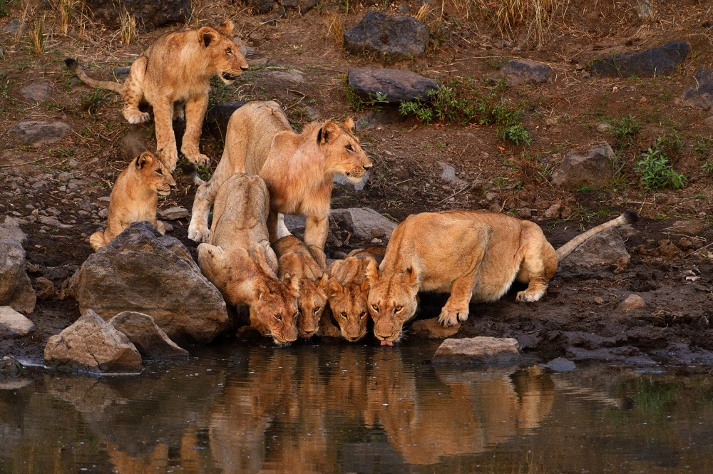 Lion Family Drinks Water by Muriel Vekemans — canvas wall art