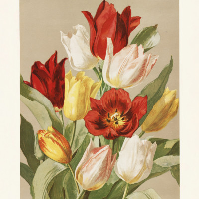 Tulips By Ellen Thayer Fisher