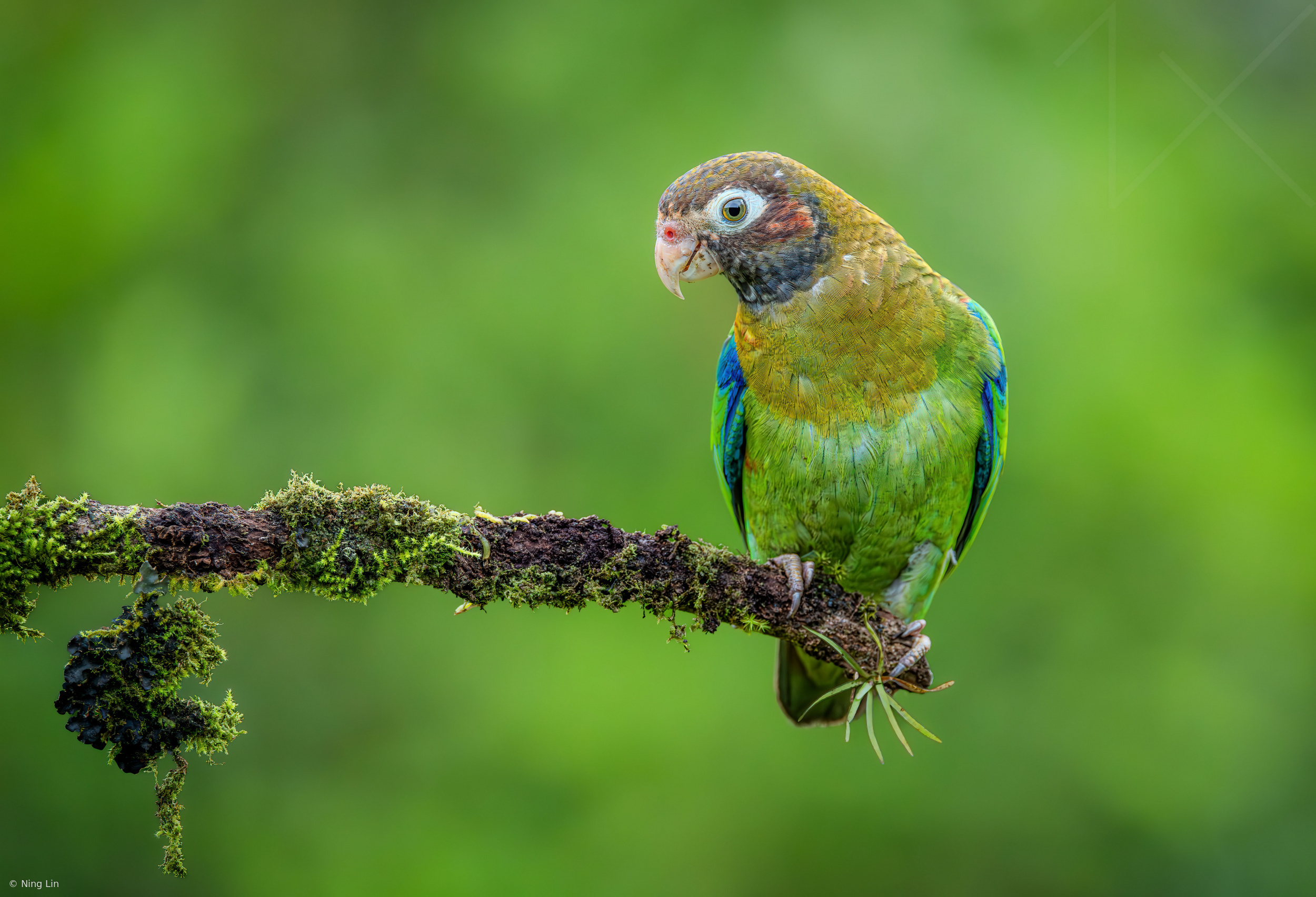 Brown-hooked Parrot