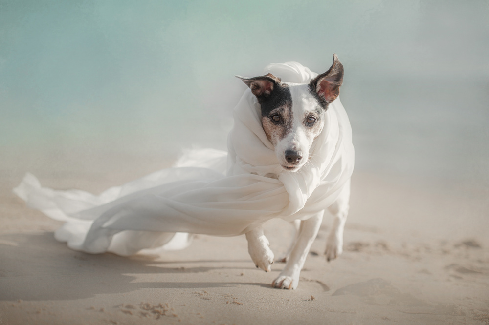 Running Beach Dog by Heike Willers — canvas wall art