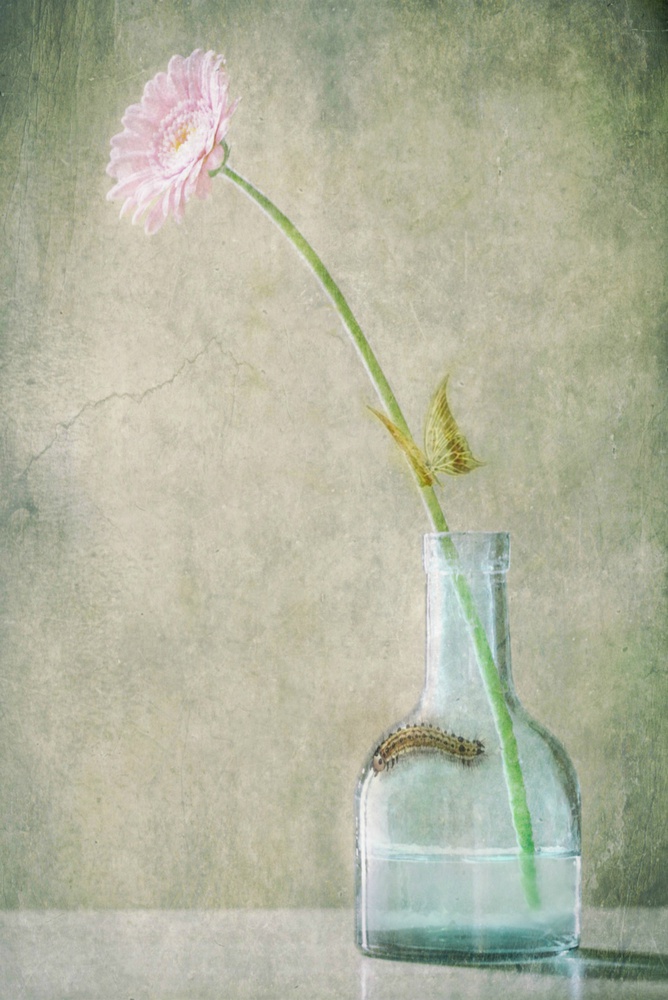 Pink Daisy And Caterpillar by Delphine Devos — canvas wall art