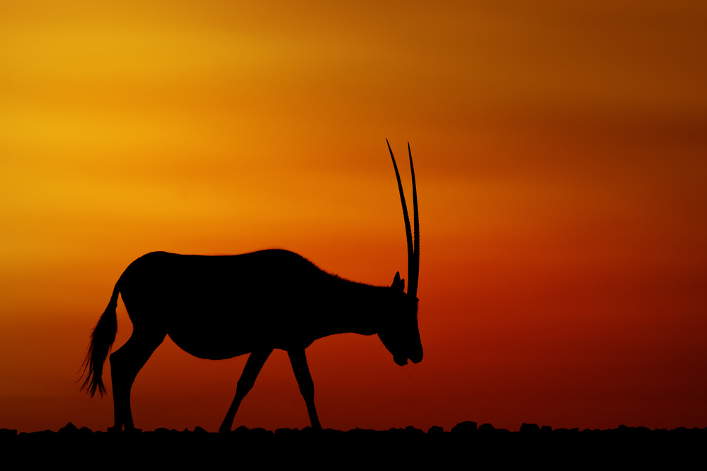 Oryx Sunset Silhouette by Haitham AL Farsi — canvas wall art