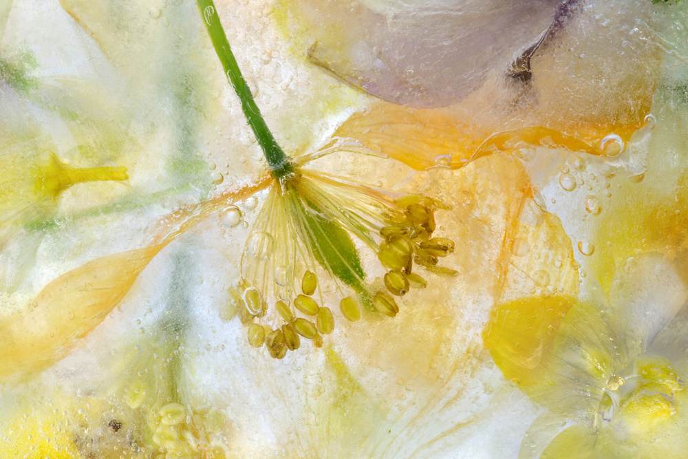 Papaver Ice by Mandy Disher — canvas wall art