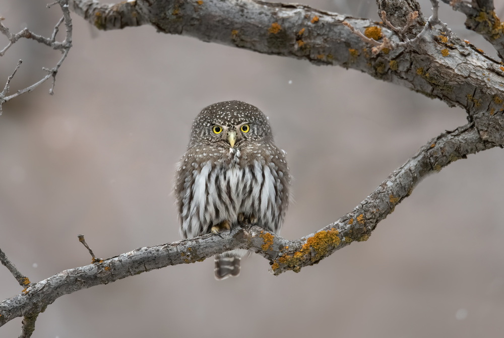 Watchful Pygmy Owl by Greg Barsh — canvas wall art
