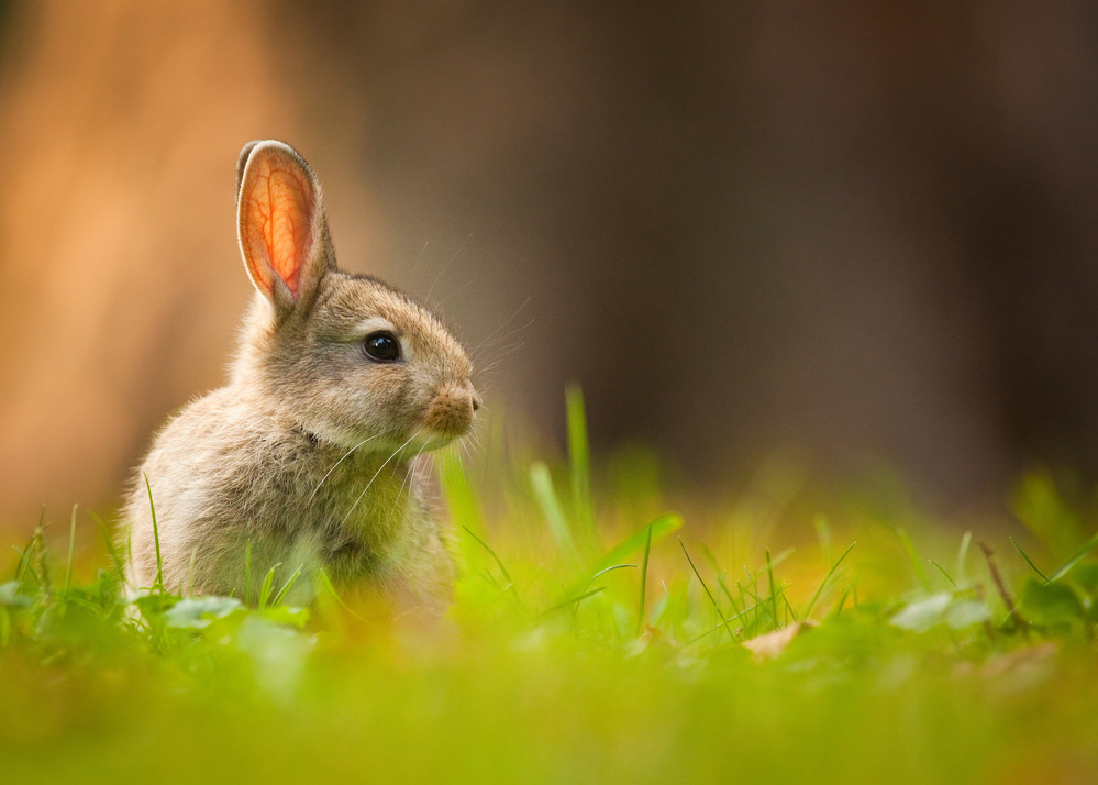 Curious Young Rabbit by Robert Adamec — canvas wall art