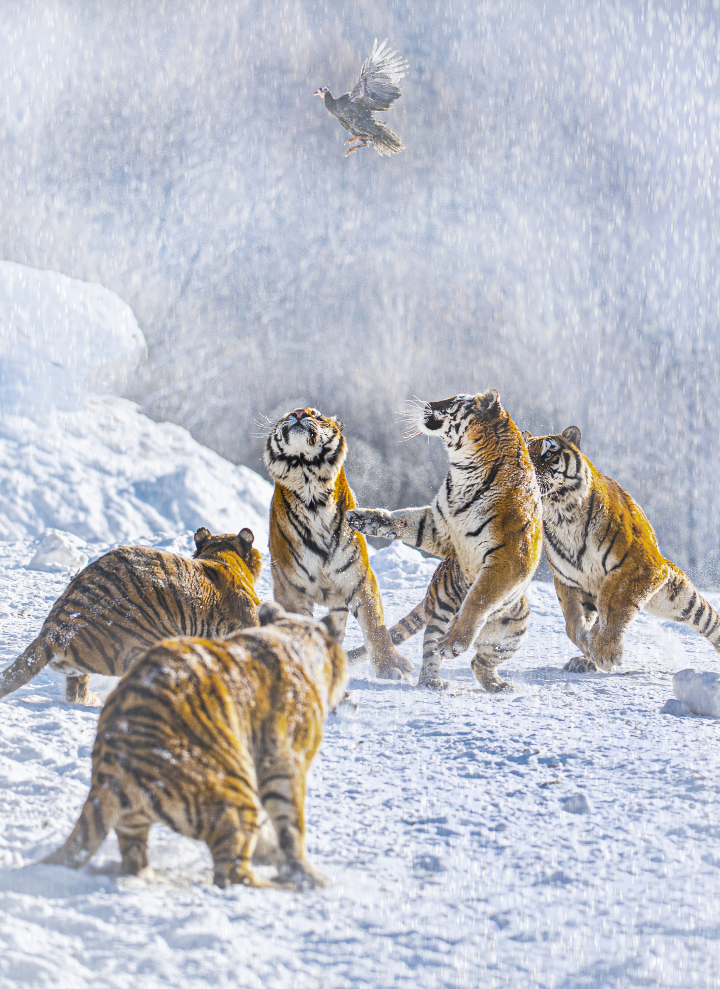 입을 벌리고 바위 위에 앉아 있는 호랑이 사진 – Unsplash의 무료 호랑이 이미지, image size:1455x2000