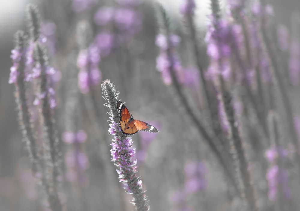 Orange Butterfly on Bloom by Natalia Rublina — canvas wall art