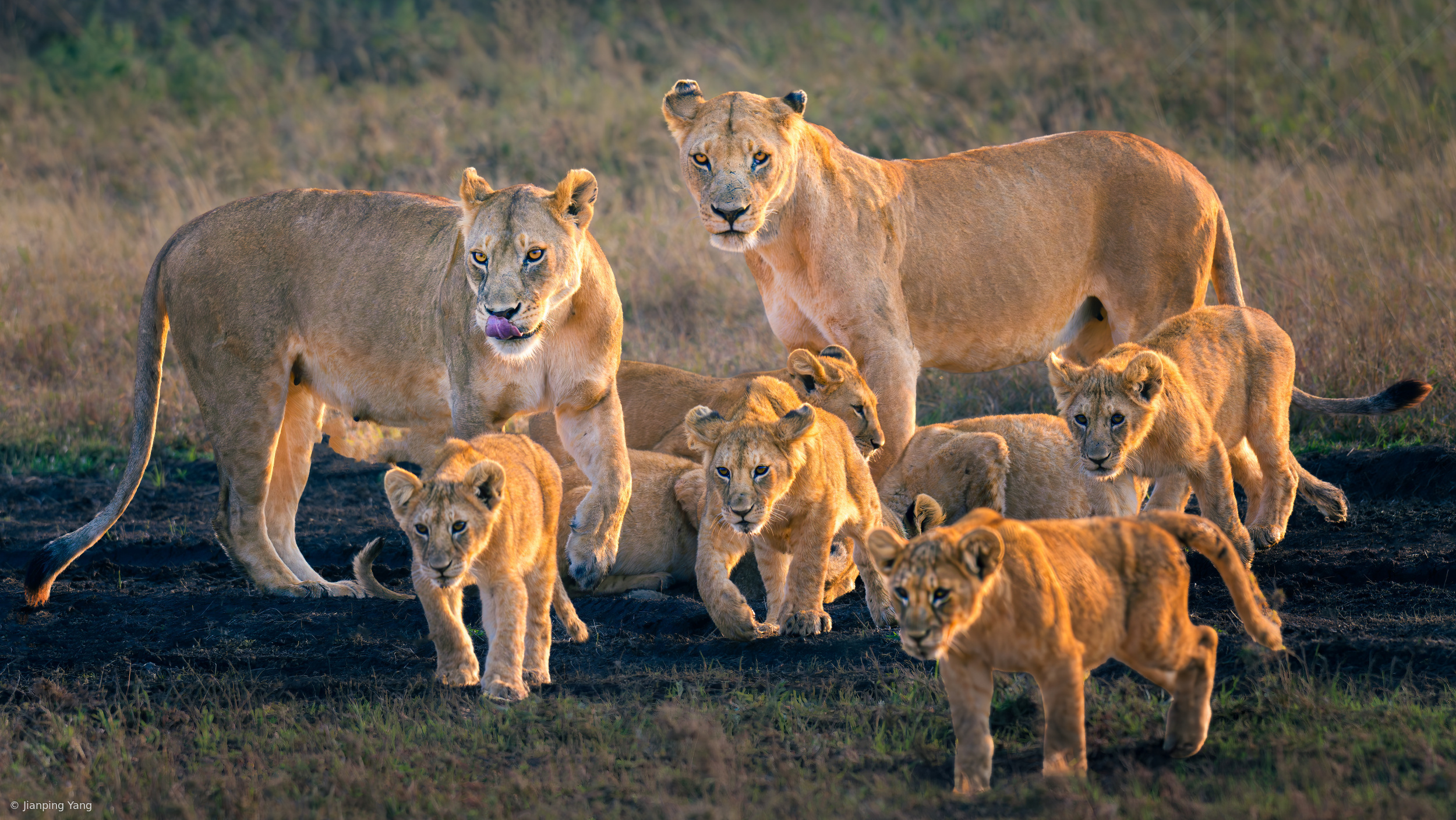 Daybreak in the Serengeti