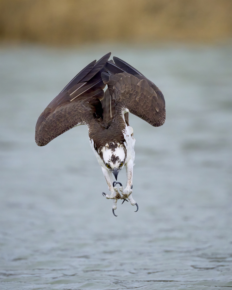 Osprey Hunting Dive by Johnny Chen — canvas wall art