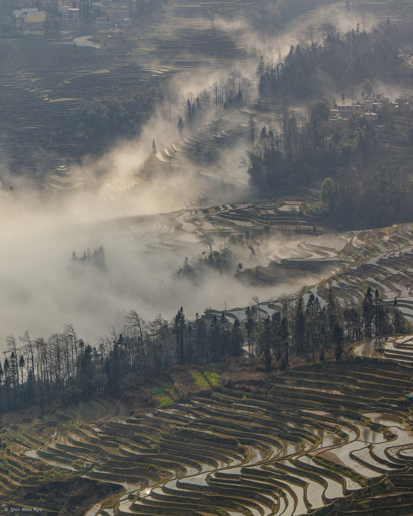 Whispers Through the Terraces