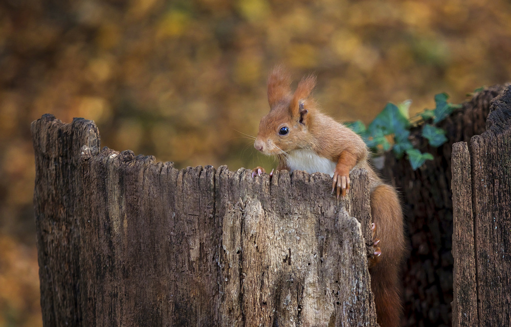Curious Red Squirrel by IB Ross Rossi — canvas wall art