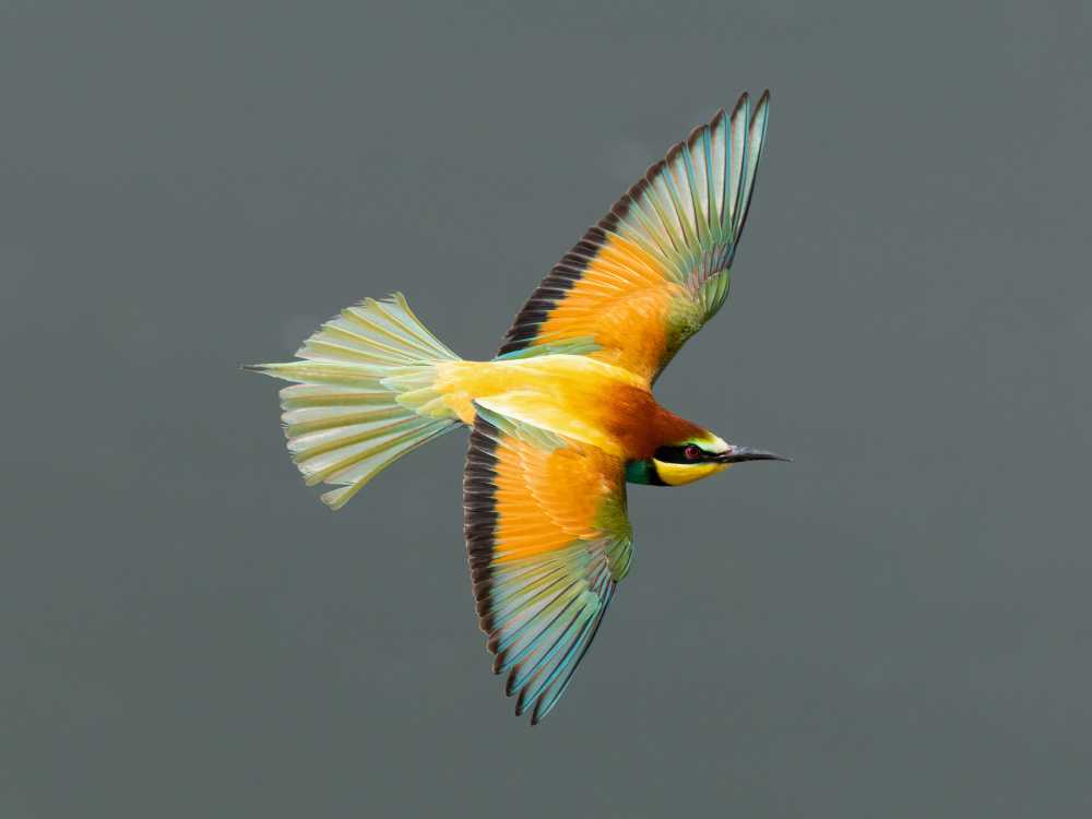 Vibrant Bee-eater Flight by Rostislav Kralik — canvas wall art
