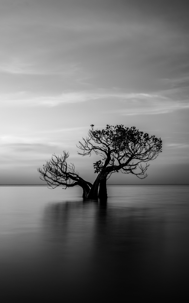 Lone Tree Reflection by R Suguri — canvas wall art