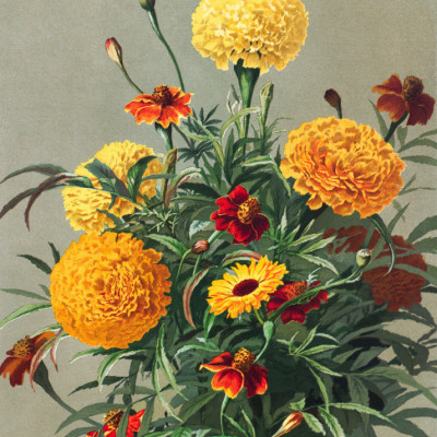 Marigolds