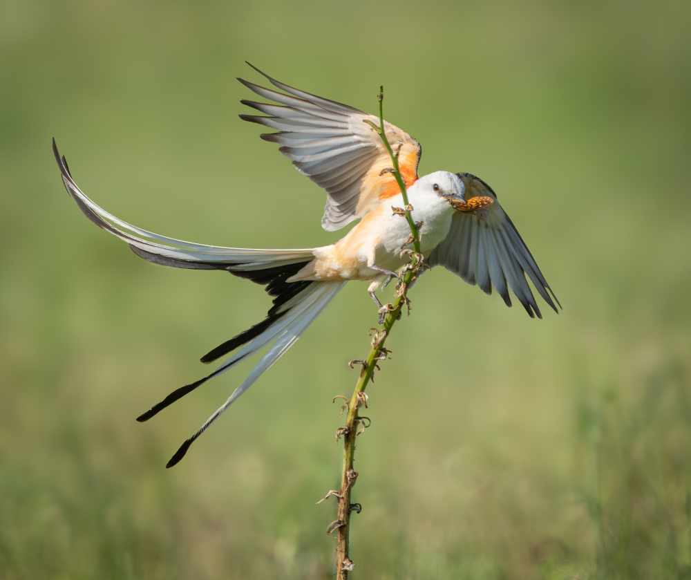 Shrike's Catch in Flight by Alex Li — canvas wall art