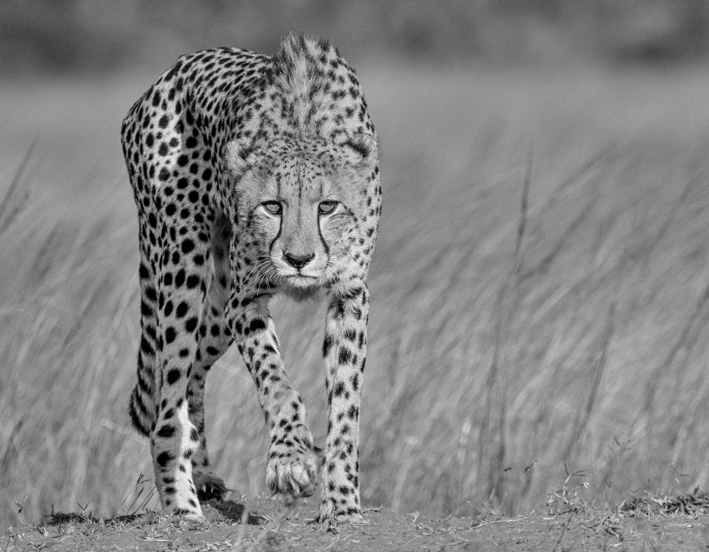 Powerful Cheetah Walk by Jaco Marx — canvas wall art
