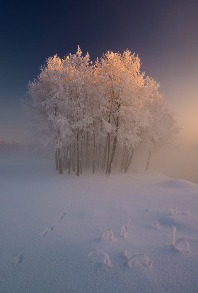 Golden Winter Trees by Krzysztof Mierzejewski — canvas wall art