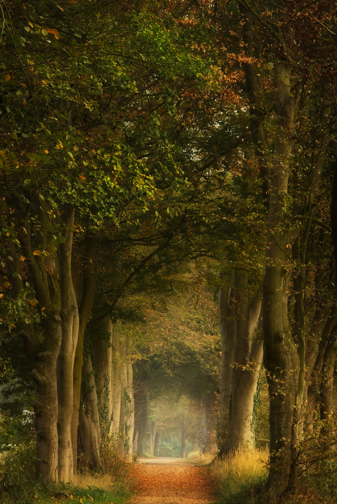 Misty Autumn Forest Path by Ellen Borggreve — canvas wall art