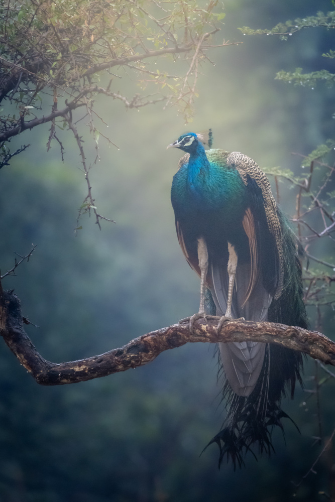 Misty Forest Peacock by Abhinav Sharma — canvas wall art