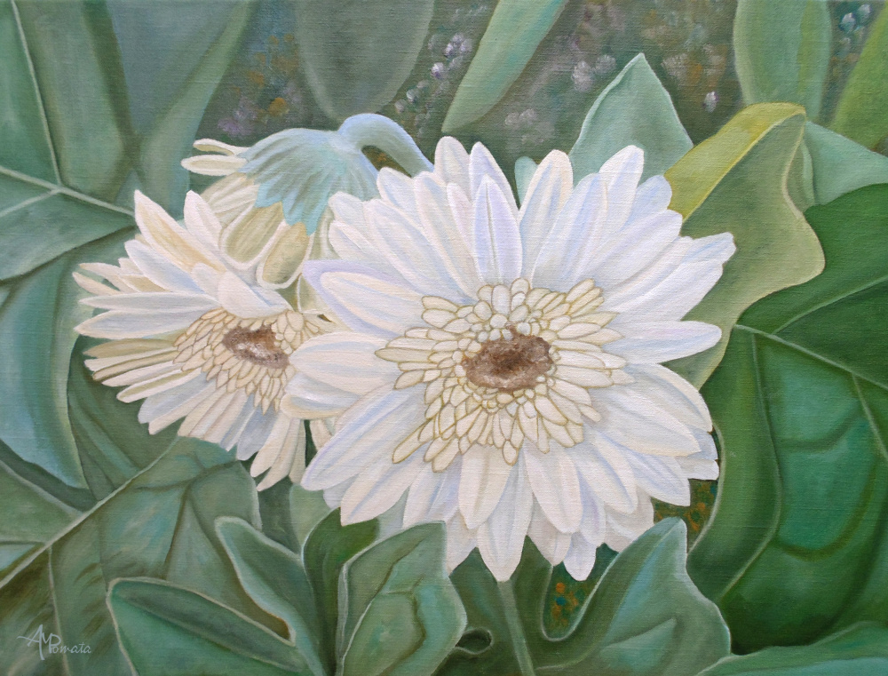 Fresh White Gerbera Blooms by Angeles M. Pomata — canvas wall art