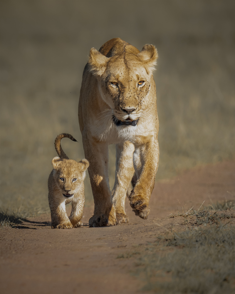 Lioness And Cub Stroll by Ahmed Sobhi — canvas wall art
