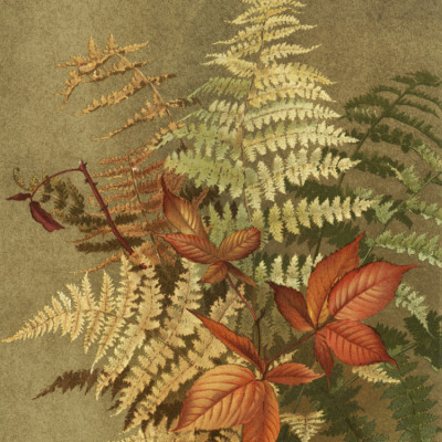 Autumn Ferns