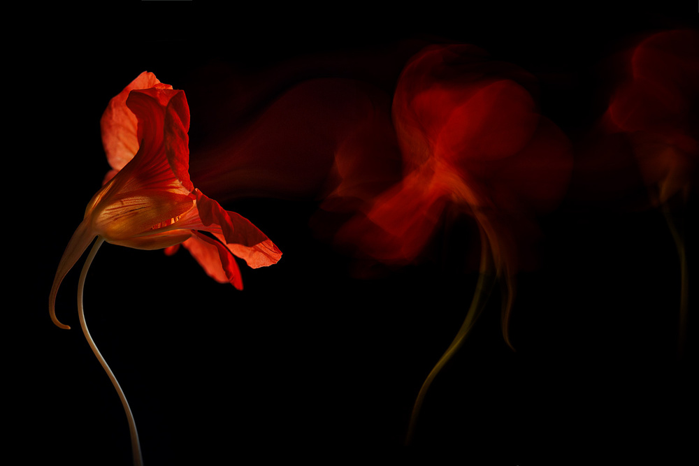 Vibrant Floral Flow by Inna Karpova — canvas wall art