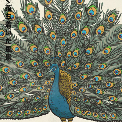 Japanese Fanned Peacock