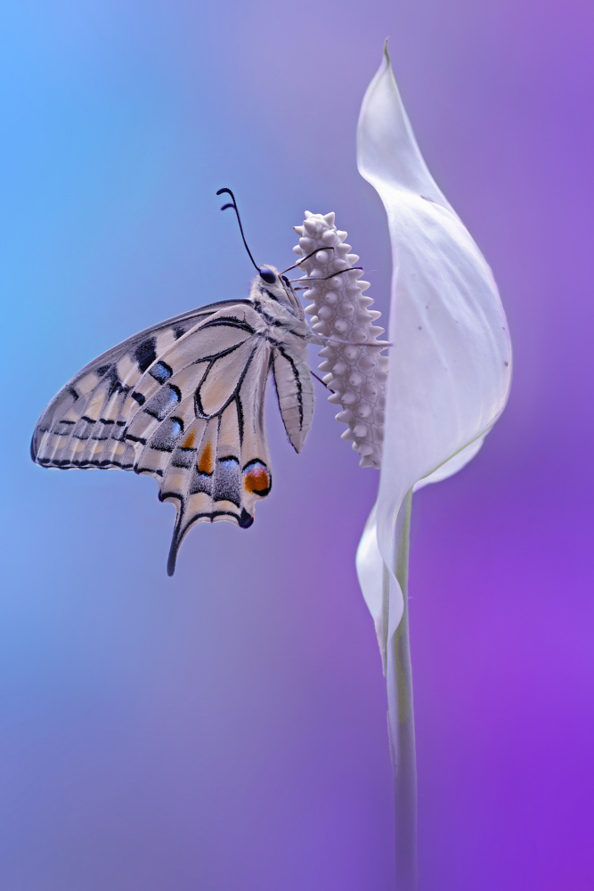 Butterfly on Peace Lily by Fabrizio Daminelli — canvas wall art