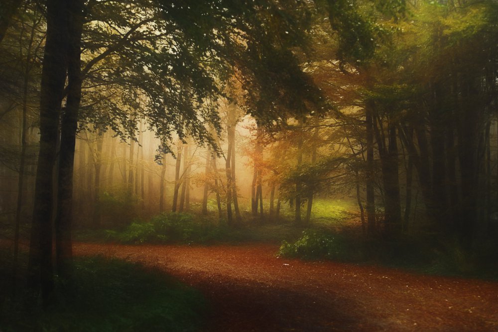 Golden Forest Path by Todor Tanev — canvas wall art