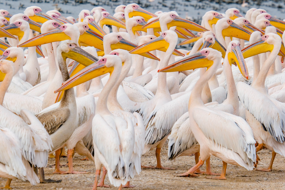 Vibrant Pelican Flock by Joshua Raif — canvas wall art