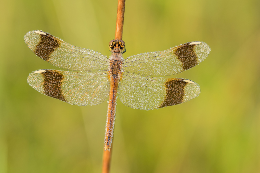Dewy Dragonfly by Rostislav Kralik — canvas wall art