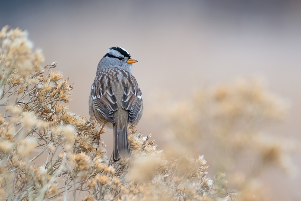 Quiet White-crowned Sparrow by Susanne Landolt — canvas wall art