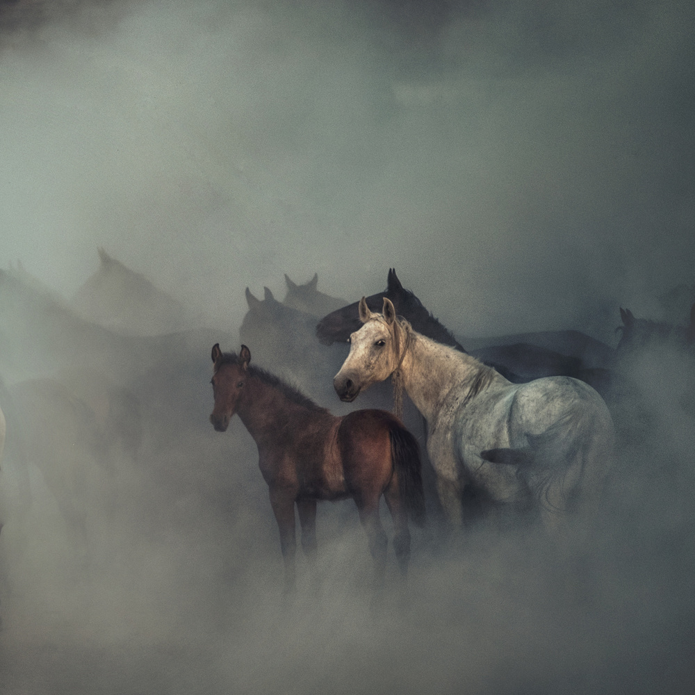 Mysterious Horse Herd by Hüseyin Taşkın — canvas wall art