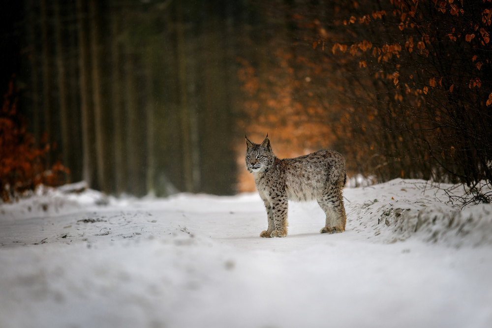 Wild Lynx Winter Path by Michaela Firešová — canvas wall art