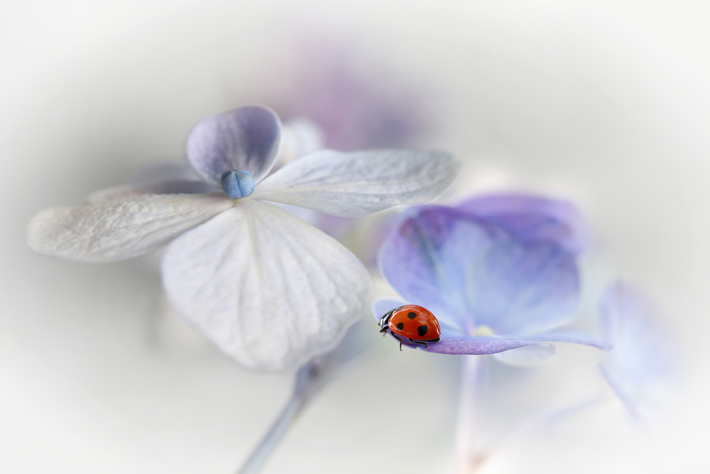 Gentle Ladybug on Hydrangea by Ellen van Deelen — canvas wall art
