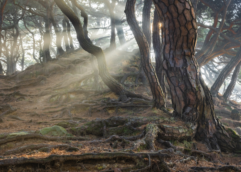 Misty Forest Sunbeams by Jaeyoun Ryu — canvas wall art
