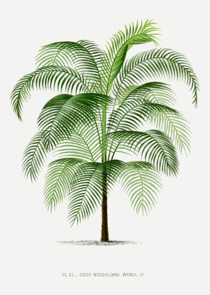 Xi Cocos Weddeliana by Les Palmiers Histoire Iconographique — canvas wall art