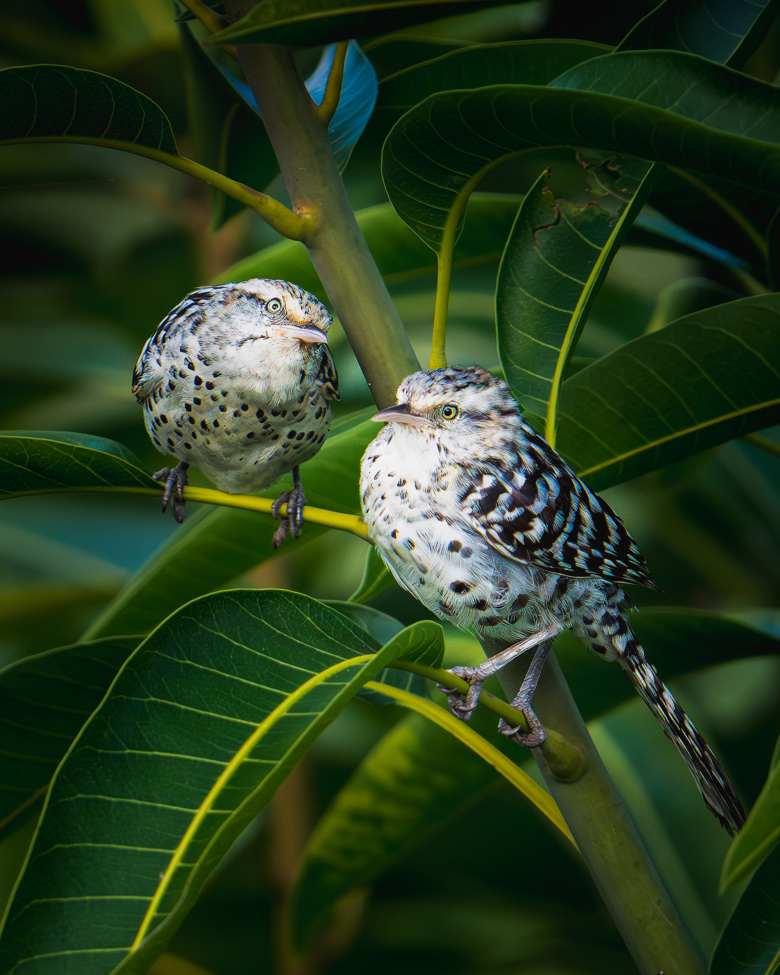 Stripe-backed Wren