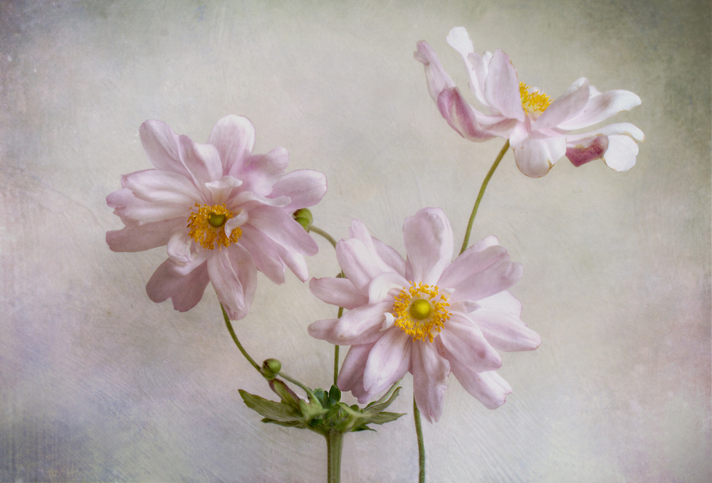 Anemones by Mandy Disher — canvas wall art