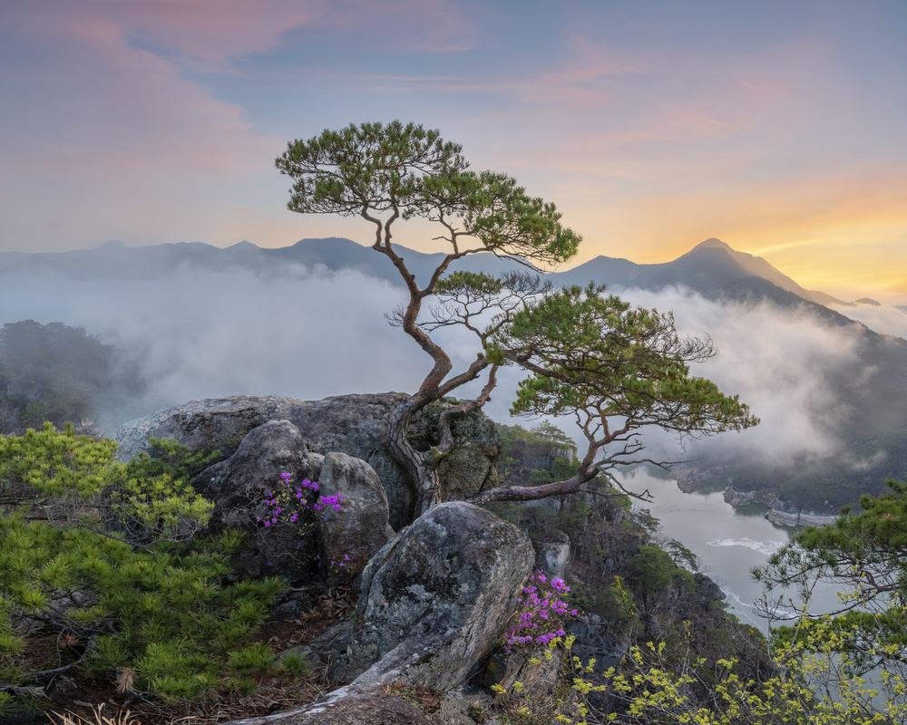 Misty Mountain Pine Tree by Jaeyoun Ryu — canvas wall art