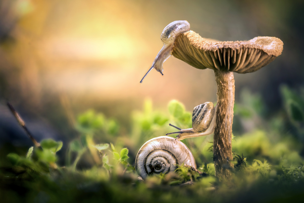 Mushroom Snails Journey by Alberto Ghizzi Panizza — canvas wall art