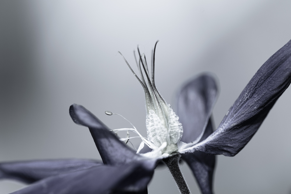 Delicate Gray Flower by Dusan Ljubicic — canvas wall art